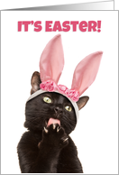 Happy Easter For Anyone Funny Cat in Bunny Ears Humor card