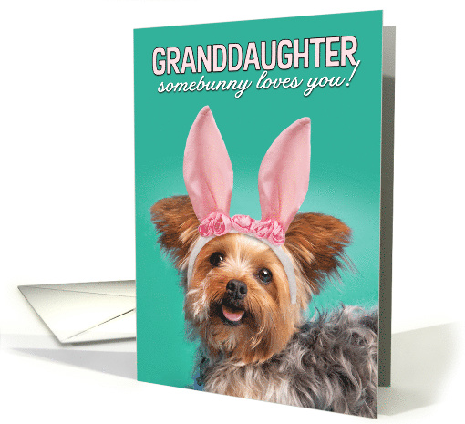 Happy Easter Granddaughter Cute Yorkie Dog in Bunny Eard Humor card
