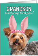 Happy Easter Grandson Cute Yorkie Dog in Bunny Ears Humor card