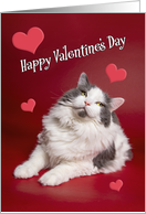 Happy Valentine’s Day For Anyone Cute Smiling Cat on Red card