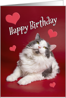 Happy Birthday For Anyone Cute Smiling Cat on Red card