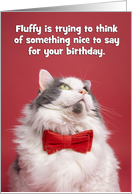 Happy Birthday For Anyone Funny Cat Thinking Humor card