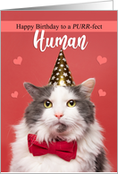 Happy Birthday Human From Cat in Party Hat and Bow Tie Humor card