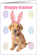 Happy Easter Cute Puppy in Bunny Ears Humor card