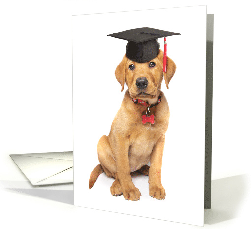 Congratulations Graduate Cute Puppy in Grad Cap Humor card (1603152)