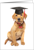 Congratulations Graduate Cute Puppy in Grad Cap Humor card