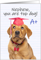 Congratulations Graduate Nephew Cute Puppy in Grad Hat Humor card