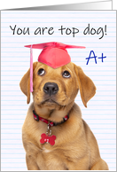 Congratulations Graduate For Anyone Cute Puppy in Grad Hat Humor card