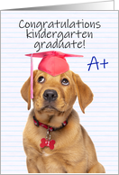 Congratulations Graduate Kindergarten Grad Puppy in Grad Hat Humor card