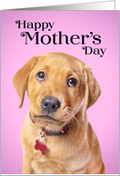 Happy Mother’s Day Cute Puppy Humor card