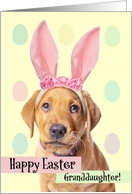 Happy Easter Granddaughter Cute Puppy in Bunny Ears card