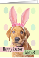 Happy Easter Sister Cute Puppy in Bunny Ears Humor card