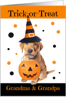 Happy Halloween Grandparents Cute Puppy in Costume Humor card