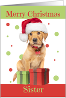 Merry Christmas Sister Cute Lab Puppy in Santa Hat Humor card