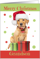 Merry Christmas Grandson Cute Lab Puppy in Santa Hat Humor card