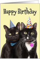 Happy Birthday For Anyone Two Cute Cats in Party Hats Humor card
