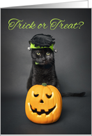 Happy Halloween For Anyone Cat iin Monster Costume Humor card