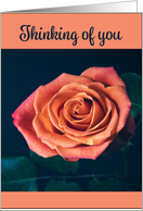 Thinking of You Peach Color Rose Photograph card