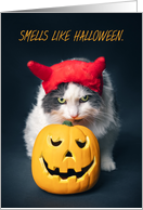 Happy Halloween Cat in Costume Sniffing Pumpkin Humor card