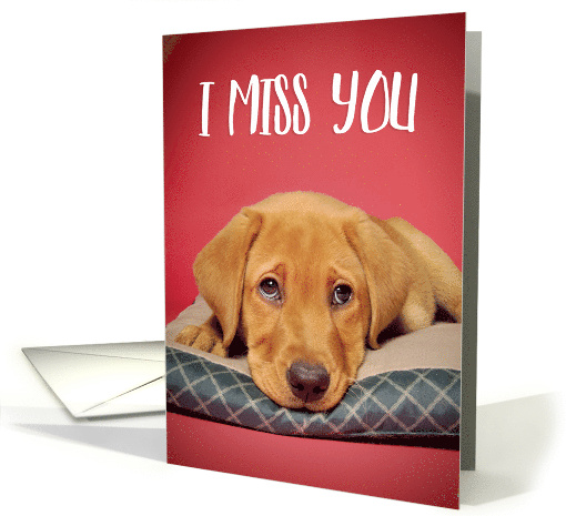 I Miss You Cute Labrador Puppy Dog With Sad Eyes card (1642804)