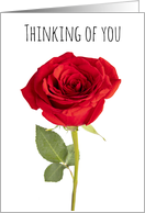Thinking of You Beautiful Red Rose card