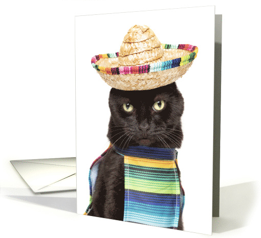 Happy Cinco De Mayo Cat in Sombrerro Humor card (1651094)