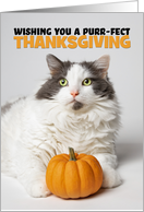 Happy Thanksgiving Cute Kitty Cat With Pumpkin card