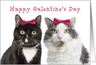 Happy Galentine’s Day Cute Girl Cats humor card