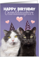 Happy Birthday Granddaughter Two Cute Cats in Hats Humor card