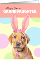 Happy Easter Granddaughter Cute Labrador Puppy inBunny Ears Humor card