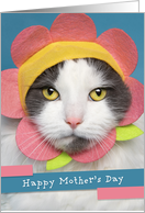 Happy Mother’s Day For Anyone Cute Cat in Flower Hat Humor card