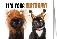 Happy Birthday For Anyone Cats Dressed as Wild Animals Humor card