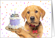 Happy Birthday From The Dog Puppy With Cake Humor card