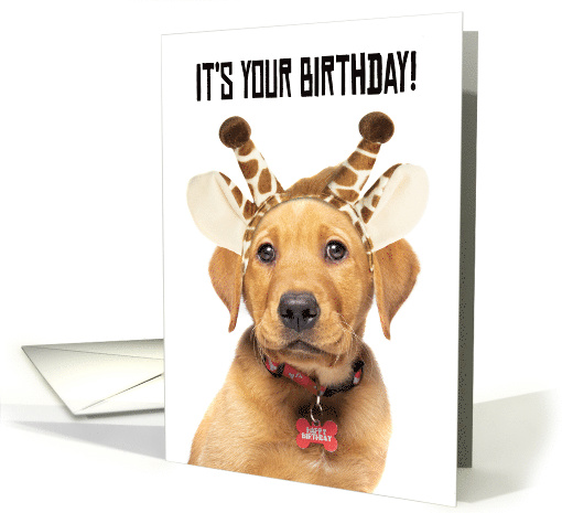 Happy Birthday For Anyone Cute Lab Puppy In Giraffe Ears Humor card