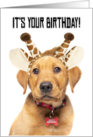 Happy Birthday For Anyone Cute Lab Puppy In Giraffe Ears Humor card