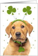 Happy St Patricks Day For Anyone Dog in Shamrock Headband Humor card