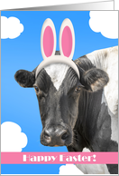 Happy Easter For Anyone Funny Cow in Bunny Ears Humor card