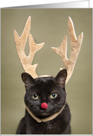 Merry Christmas For Anyone Funny Cat in Reindeer Antlers Humor card