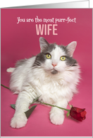 Happy Valentines Day Wife Cute Cat WIth Red Rose Photograph card