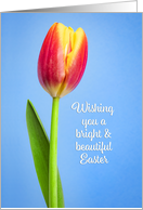 Happy Easter For Anyone Beautiful Tulip on Blue Photograph card