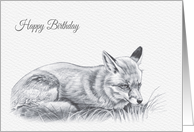 Birthday, Red Fox Drawing card
