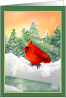 Winter Red Cardinal Bird in Snow Blank Note card
