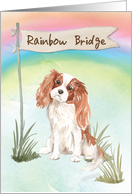 Cavalier King Charles Spaniel Pet Sympathy Over Rainbow Bridge card