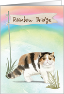 Exotic Short Hair Cat Pet Sympathy Over Rainbow Bridge card