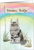 Maine Coon Cat Pet Sympathy Over Rainbow Bridge card