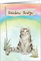 Ragamuffin Cat Pet Sympathy Over Rainbow Bridge card