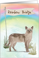 Tonkinese Cat Pet Sympathy Over Rainbow Bridge card