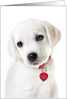 Valentine’s Day Lab Puppy With Red Heart Dog Tag card