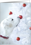 Christmas White Labrador Retriever card