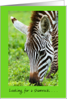 Happy St. Patrick’s Day with Zebra and Grass Shamrock card